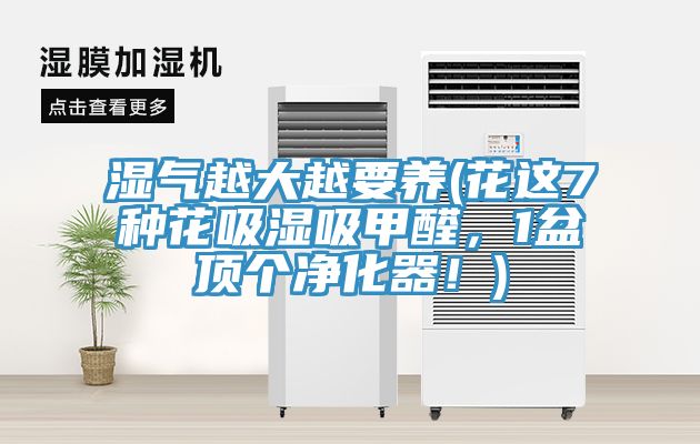 濕氣越大越要養(yǎng)(花這7種花吸濕吸甲醛，1盆頂個凈化器！)